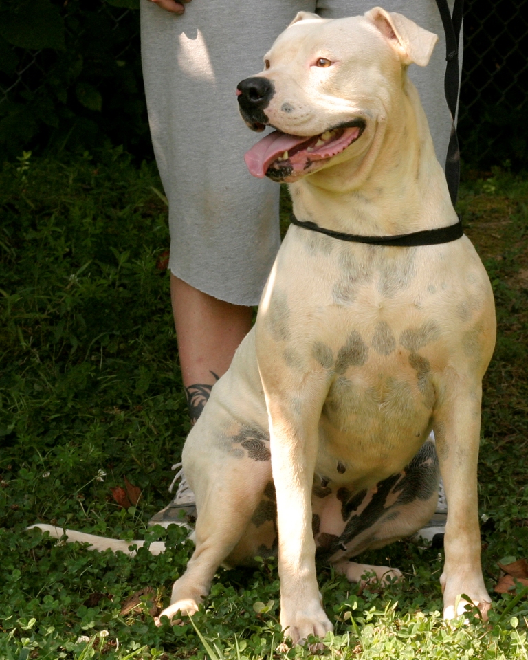 Other Photos of thie Dog