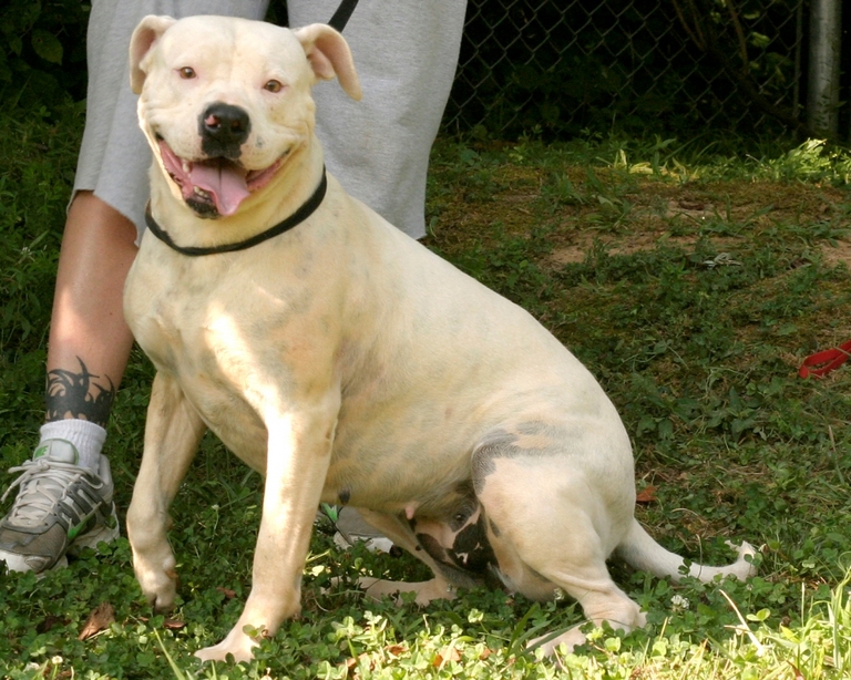 Other Photos of thie Dog