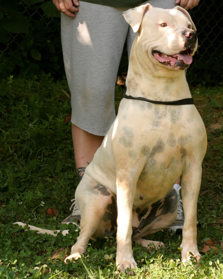 Other Photos of thie Dog