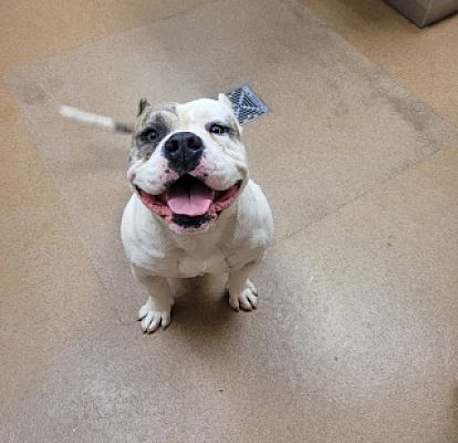 Main Photo of this Dog