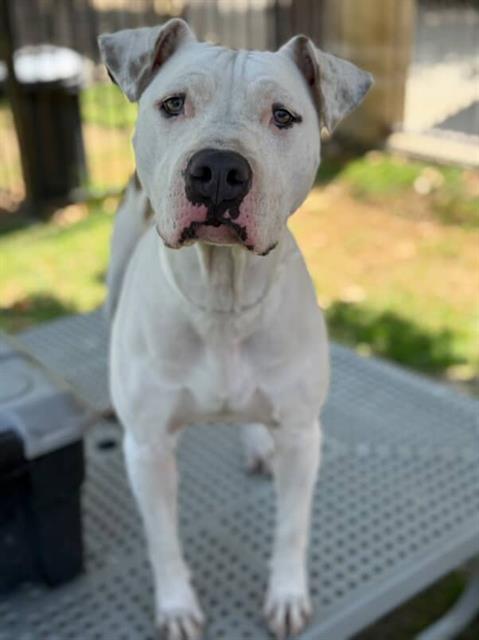 Main Photo of this Dog