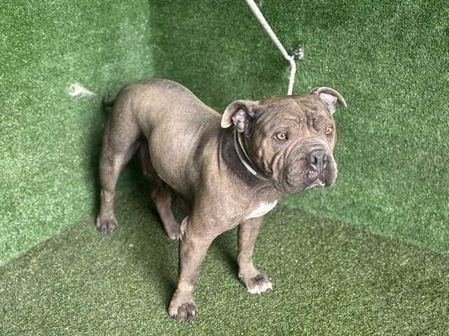 Main Photo of this Dog