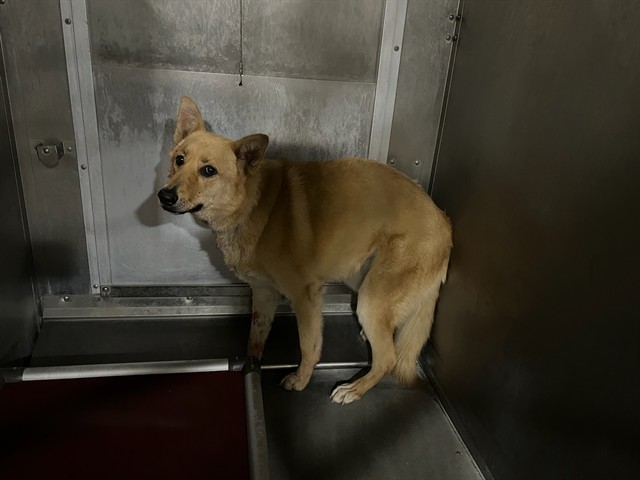 Chloe, a Great Pyrenees, available for adoption