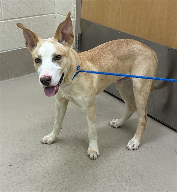 Money, a Foxhound (mix breed), available for adoption