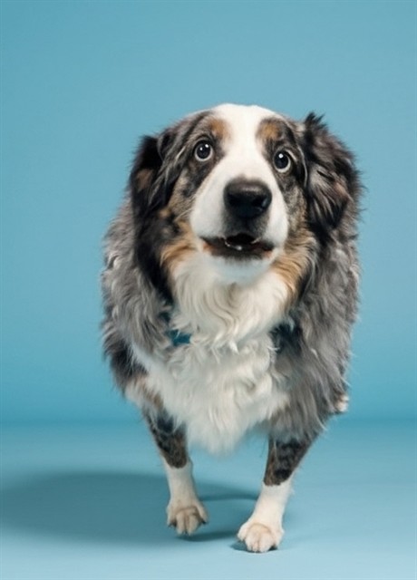 Austin, a Australian Shepherd, available for adoption