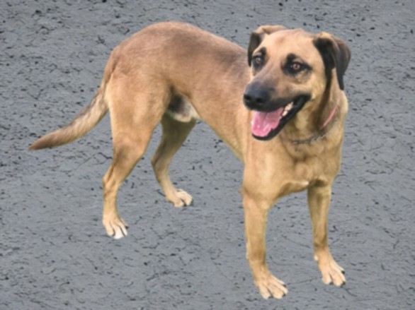 Kobe, a Belgian Shepherd Malinois (mix breed), available for adoption