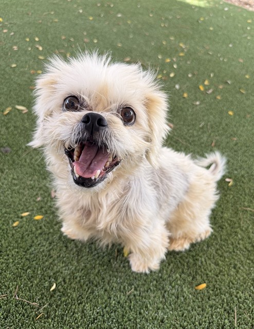 Cheri, a Brussels Griffon, available for adoption
