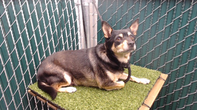 Alfredo, a Chihuahua, available for adoption