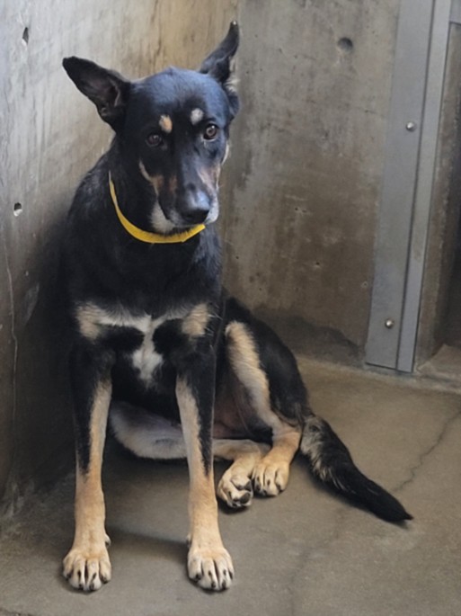 Mariposa, a German Shepherd, available for adoption