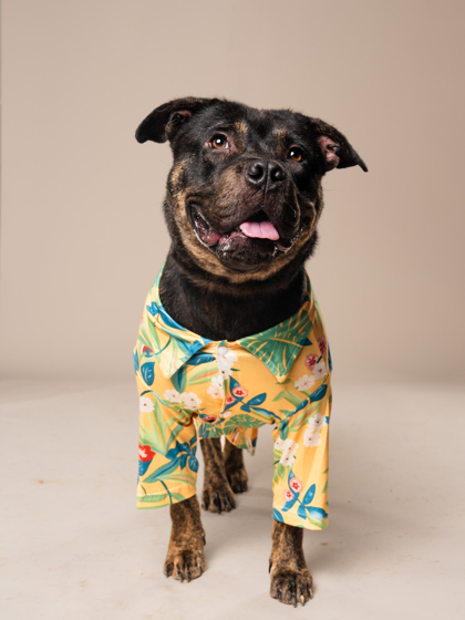 Andy, a American Staffordshire Terrier, available for adoption