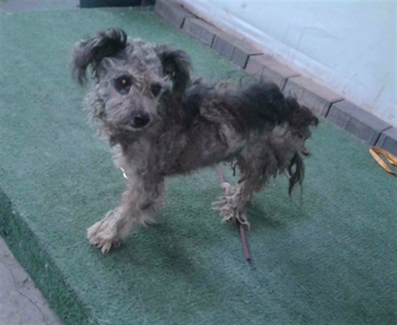 A5792234, a Poodle, available for adoption
