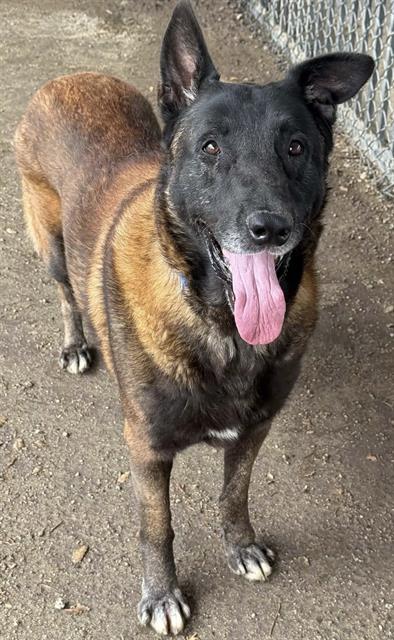 Shaq, a Belgian Shepherd Malinois (mix breed), available for adoption