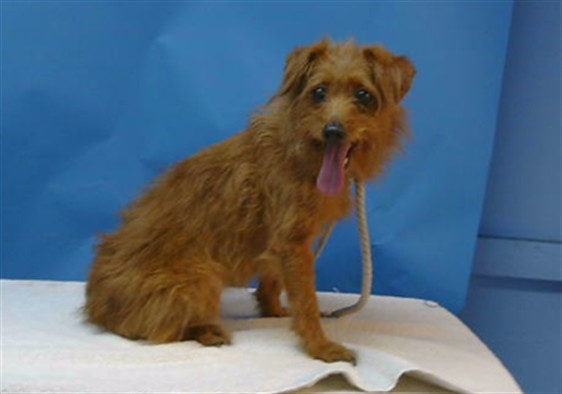 Ruby, a Terrier, available for adoption