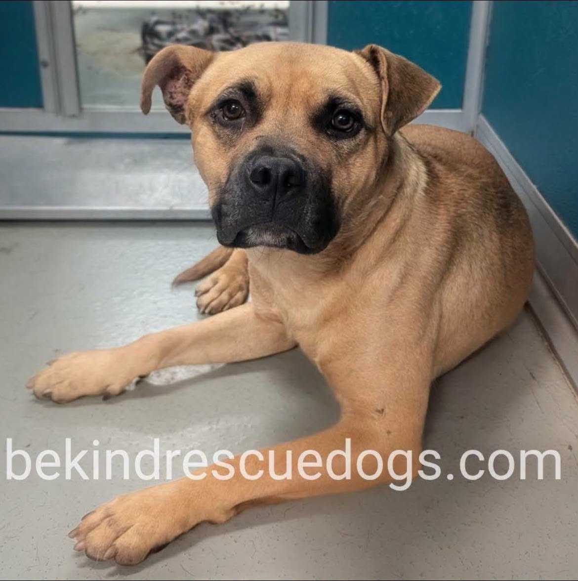 A478664, a American Staffordshire Terrier, available for adoption