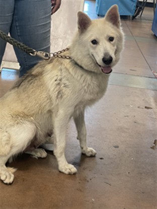 Guerra, a White German Shepherd, available for adoption