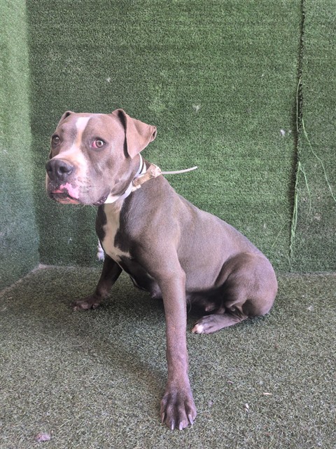 Nimria, a Pit Bull Terrier, available for adoption