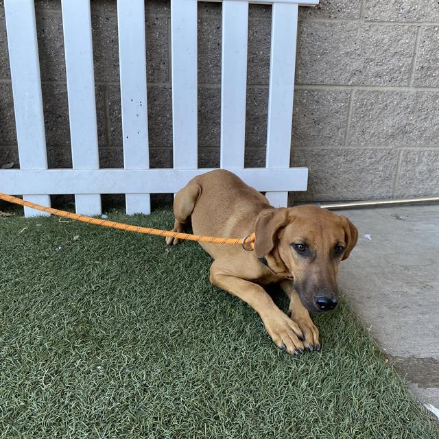 Francis, a Doberman Pinscher, available for adoption