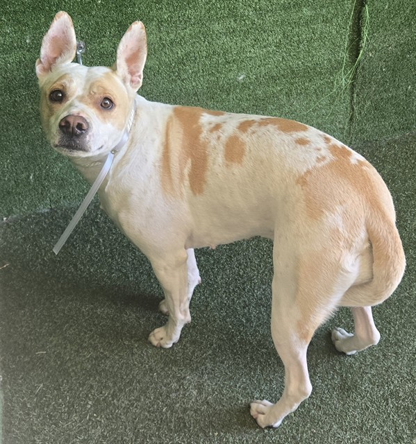Marshmellow, a Pit Bull Terrier, available for adoption