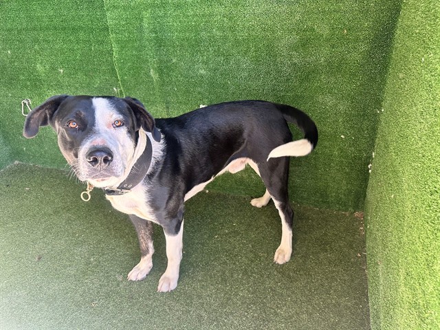 Adoptable pet photo