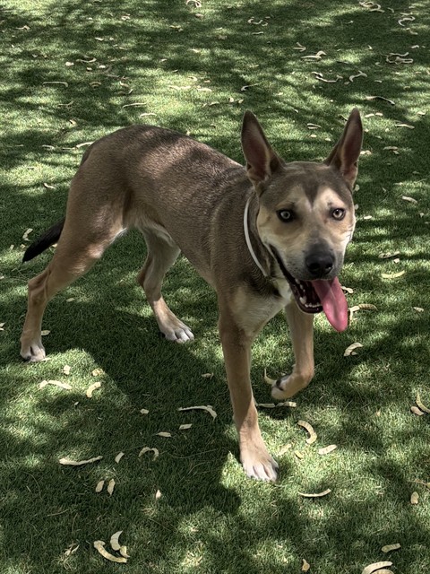 Adoptable pet photo