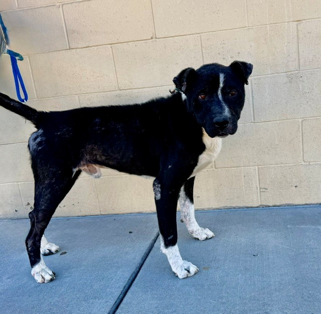 Ralph, a Bullmastiff, available for adoption