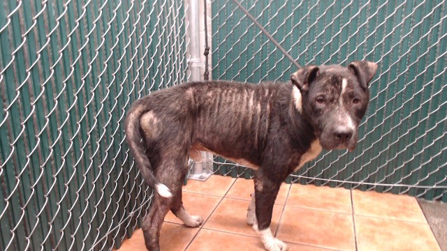 Adoptable pet photo