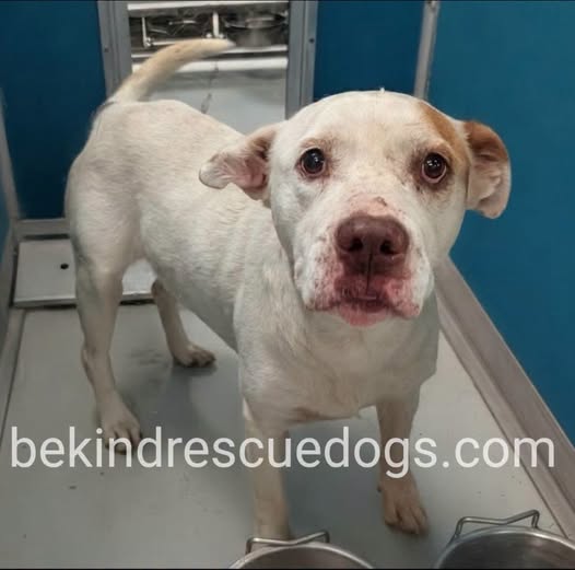 Adoptable pet photo