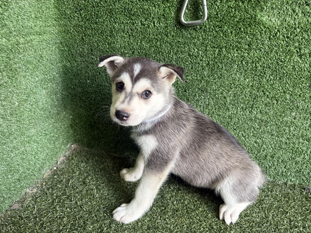 Adoptable pet photo