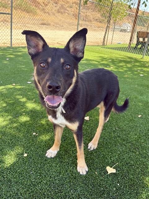 Cubby, a Australian Cattle Dog/Blue Heeler, available for adoption