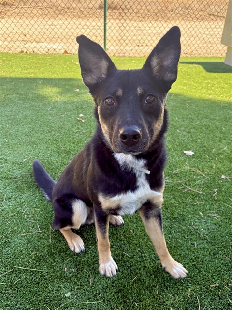 Cubby, a Australian Cattle Dog/Blue Heeler, available for adoption