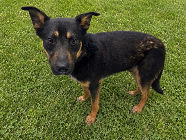 Adoptable pet photo