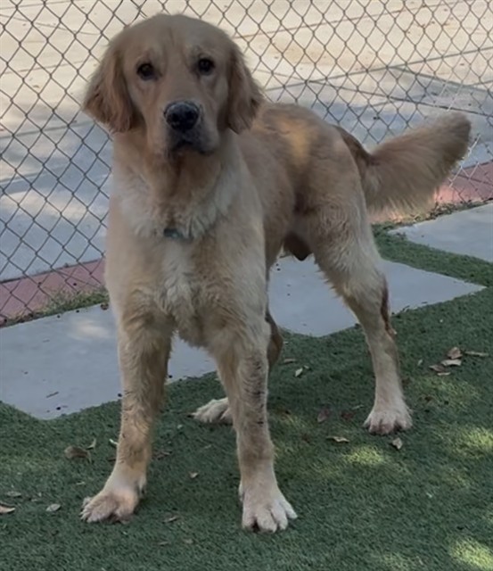 Adoptable pet photo