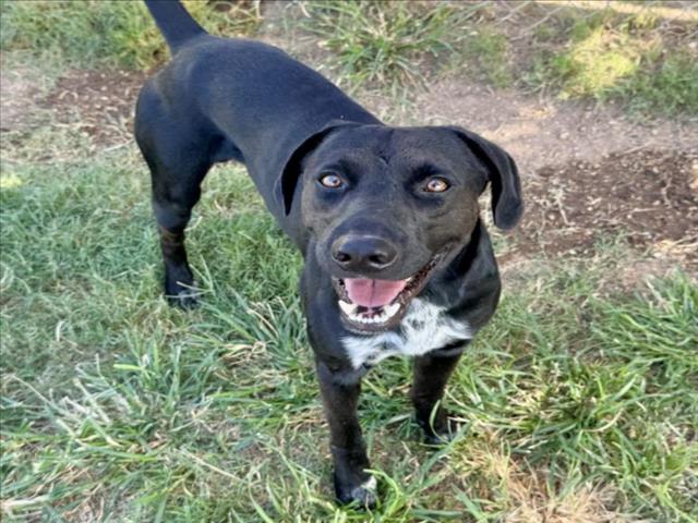 Adoptable pet photo