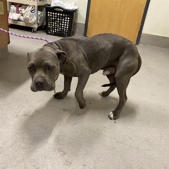 Adoptable pet photo