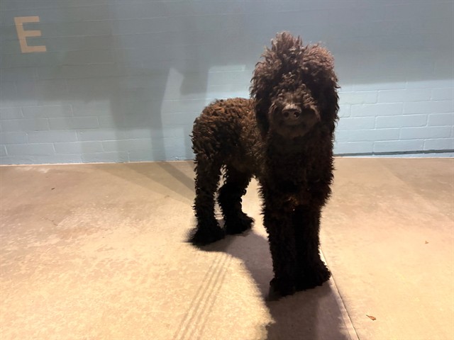 Adoptable pet photo