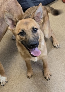 Adoptable pet photo