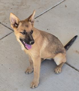 Other Photos of thie Dog