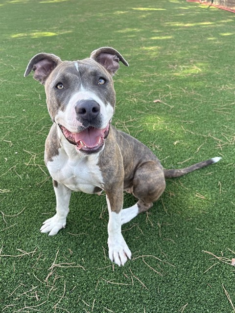 Adoptable pet photo