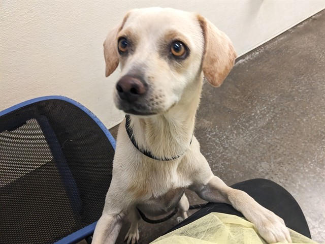 Adoptable pet photo