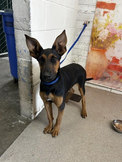 Doberman Pinscher (mix breed) available for adoption