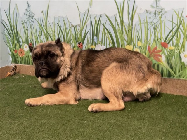French Bulldog available for adoption