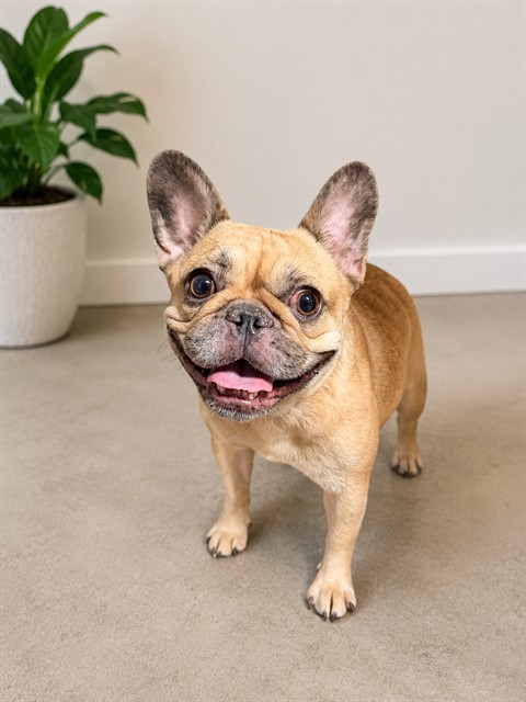 French Bulldog available for adoption