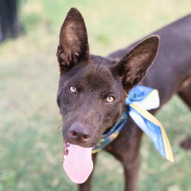 Australian Kelpie available for adoption