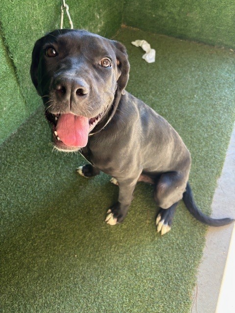 Galaxy, a Mastiff, available for adoption