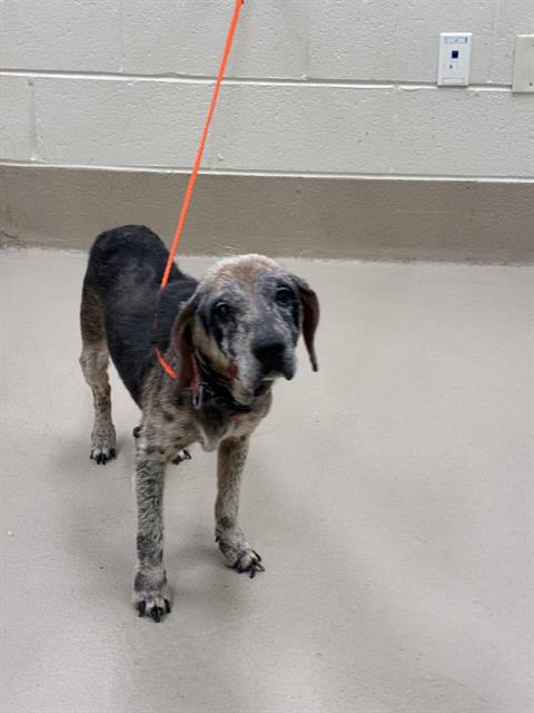 Scat, a Beagle (mix breed), available for adoption