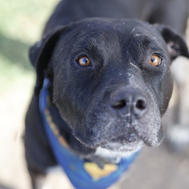 Gregg, a American Staffordshire Terrier (mix breed), available for adoption