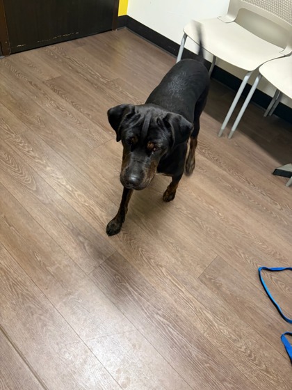Cold Play, a Terrier (mix breed), available for adoption