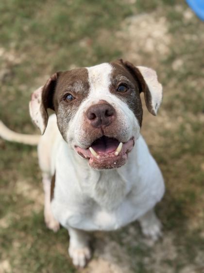 Savelle, a Terrier (mix breed), available for adoption