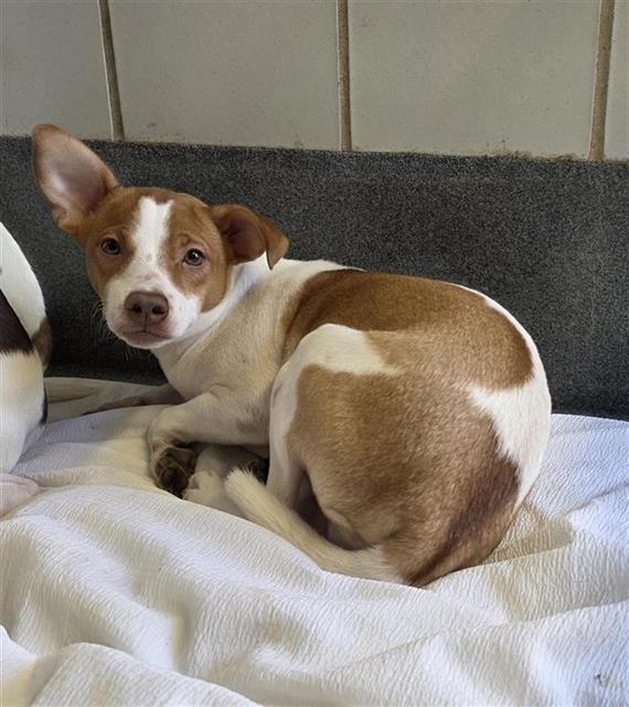 Chino, a Terrier (mix breed), available for adoption