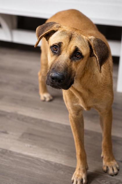 Rhett, a Shepherd, available for adoption